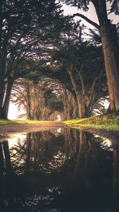 Preview wallpaper trees, puddle, reflection, road