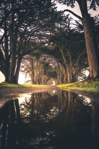 Preview wallpaper trees, puddle, reflection, road