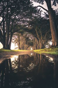 Preview wallpaper trees, puddle, reflection, road