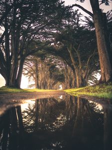 Preview wallpaper trees, puddle, reflection, road