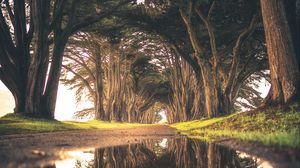 Preview wallpaper trees, puddle, reflection, road