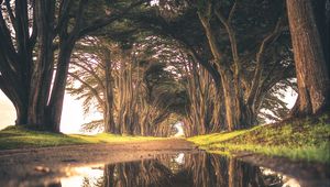 Preview wallpaper trees, puddle, reflection, road