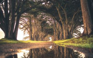 Preview wallpaper trees, puddle, reflection, road