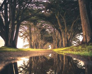 Preview wallpaper trees, puddle, reflection, road