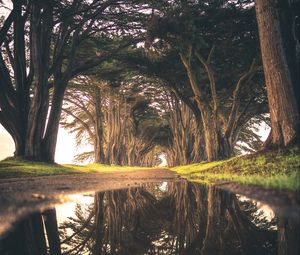 Preview wallpaper trees, puddle, reflection, road