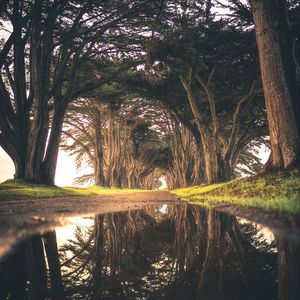 Preview wallpaper trees, puddle, reflection, road