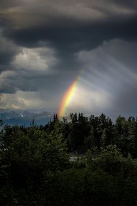 Preview wallpaper trees, rainbow, sky, dark