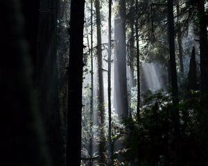 Preview wallpaper trees, rays, fern, bushes