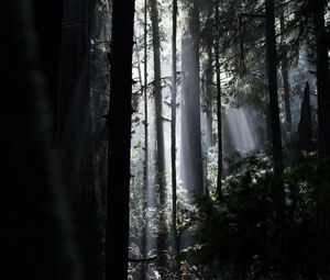 Preview wallpaper trees, rays, fern, bushes