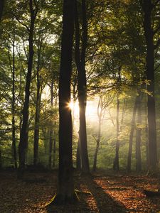 Preview wallpaper trees, rays, sun, forest