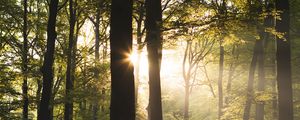 Preview wallpaper trees, rays, sun, forest
