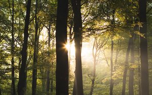 Preview wallpaper trees, rays, sun, forest