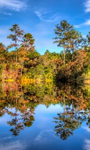 Preview wallpaper trees, reflection, lake, forest, sky