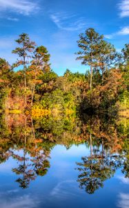 Preview wallpaper trees, reflection, lake, forest, sky