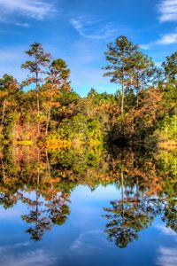 Preview wallpaper trees, reflection, lake, forest, sky