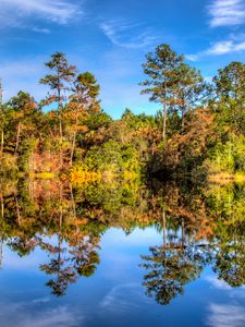 Preview wallpaper trees, reflection, lake, forest, sky