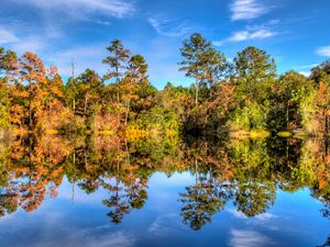 Preview wallpaper trees, reflection, lake, forest, sky