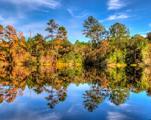 Preview wallpaper trees, reflection, lake, forest, sky