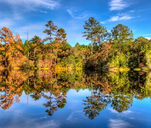 Preview wallpaper trees, reflection, lake, forest, sky