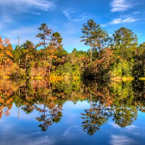 Preview wallpaper trees, reflection, lake, forest, sky