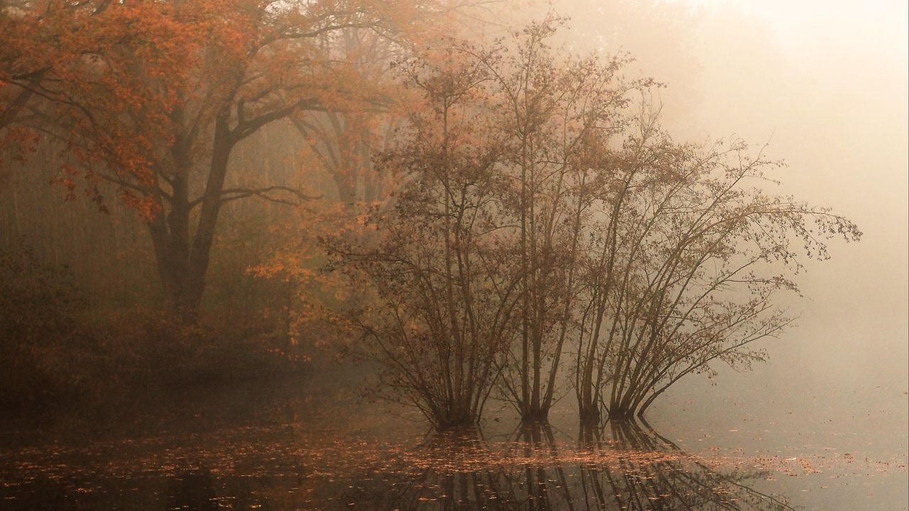 Wallpaper trees, reflection, pond, fallen leaves, autumn