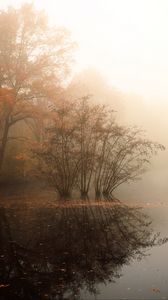 Preview wallpaper trees, reflection, pond, fallen leaves, autumn