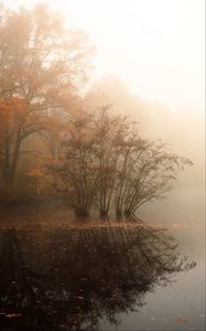 Preview wallpaper trees, reflection, pond, fallen leaves, autumn