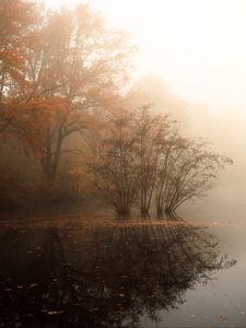 Preview wallpaper trees, reflection, pond, fallen leaves, autumn