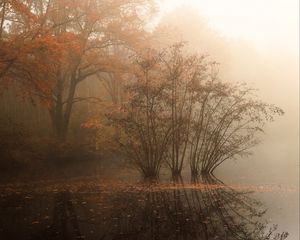 Preview wallpaper trees, reflection, pond, fallen leaves, autumn