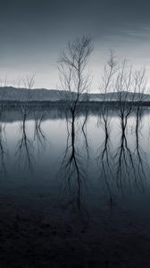 Preview wallpaper trees, reflection, pond, dark