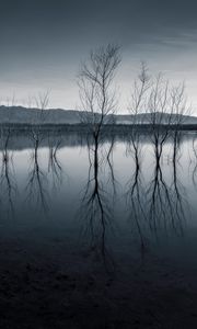 Preview wallpaper trees, reflection, pond, dark