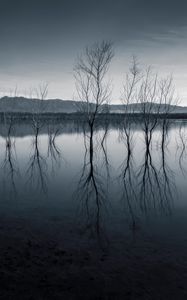 Preview wallpaper trees, reflection, pond, dark