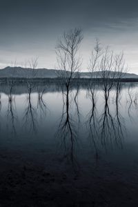 Preview wallpaper trees, reflection, pond, dark