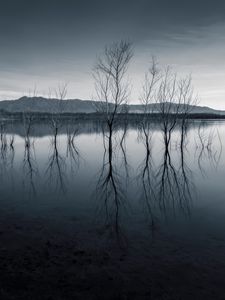 Preview wallpaper trees, reflection, pond, dark