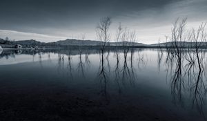 Preview wallpaper trees, reflection, pond, dark