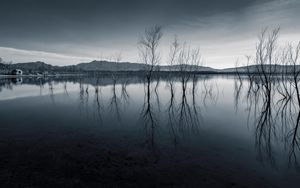 Preview wallpaper trees, reflection, pond, dark