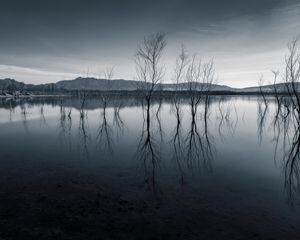 Preview wallpaper trees, reflection, pond, dark