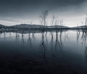 Preview wallpaper trees, reflection, pond, dark