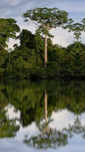 Preview wallpaper trees, reflection, river, nature