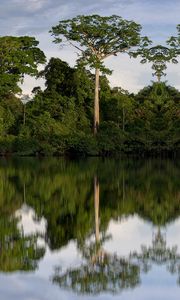 Preview wallpaper trees, reflection, river, nature