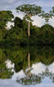 Preview wallpaper trees, reflection, river, nature