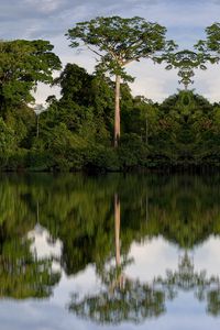 Preview wallpaper trees, reflection, river, nature