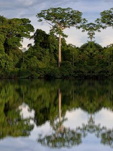 Preview wallpaper trees, reflection, river, nature