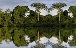 Preview wallpaper trees, reflection, river, nature