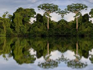 Preview wallpaper trees, reflection, river, nature