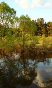 Preview wallpaper trees, reservoir, pine, wood, reflection, village