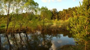 Preview wallpaper trees, reservoir, pine, wood, reflection, village