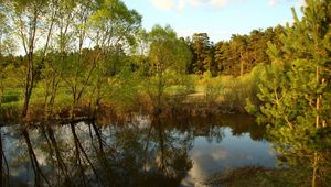 Preview wallpaper trees, reservoir, pine, wood, reflection, village