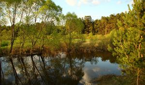 Preview wallpaper trees, reservoir, pine, wood, reflection, village