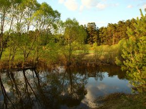 Preview wallpaper trees, reservoir, pine, wood, reflection, village